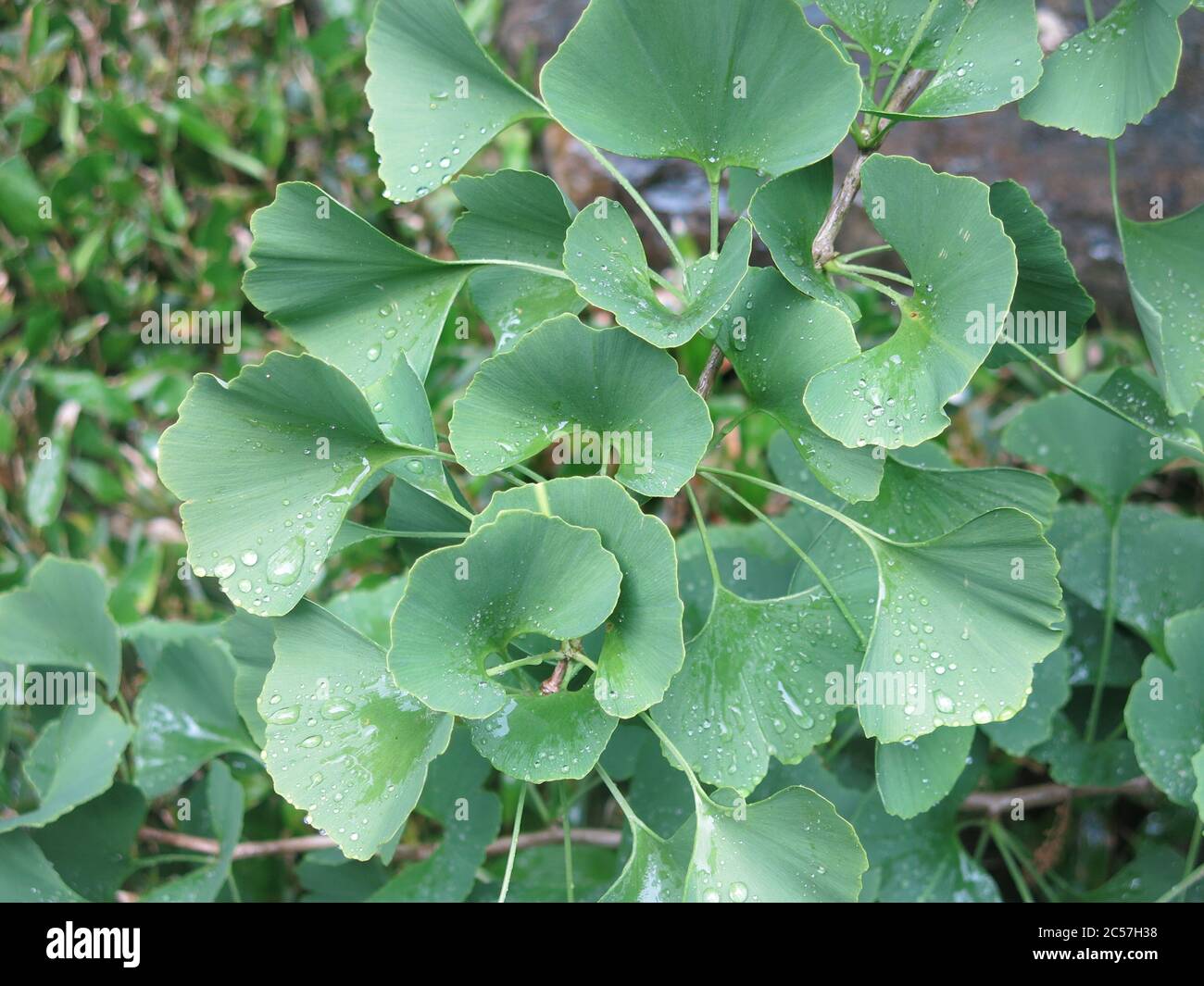 Nahaufnahme der ungewöhnlich fächerförmigen Blätter des Ginkgo biloba, oder Maidenhair-Baumes. Stockfoto