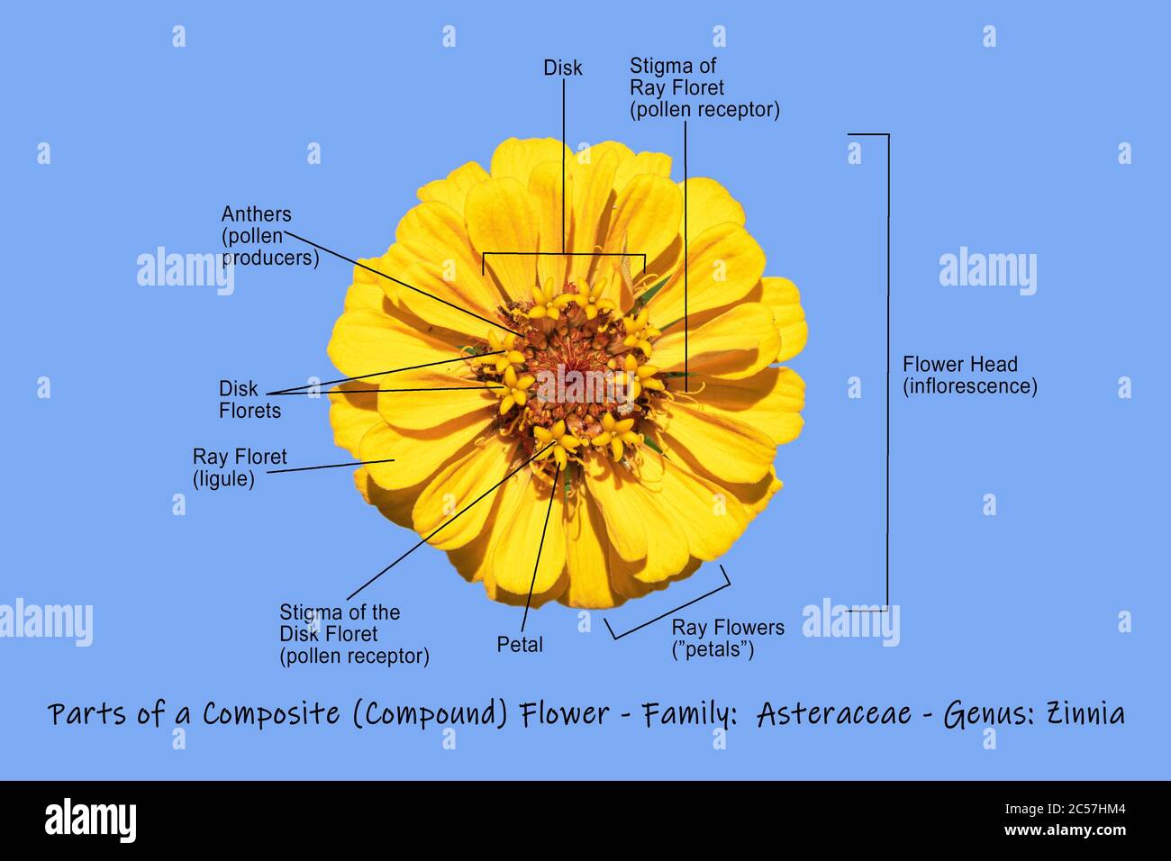 Photographische wissenschaftliche Grafik, die eine zusammengesetzte gelbe Zinnie zeigt, die die Hauptteile der Blume auf einem hellblauen Hintergrund zeigt Stockfoto