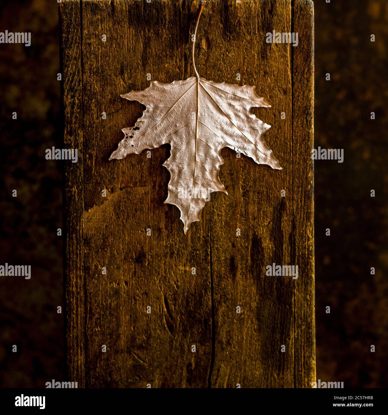 Trockenes Herbstblatt auf braunem Holzgrund Stockfoto