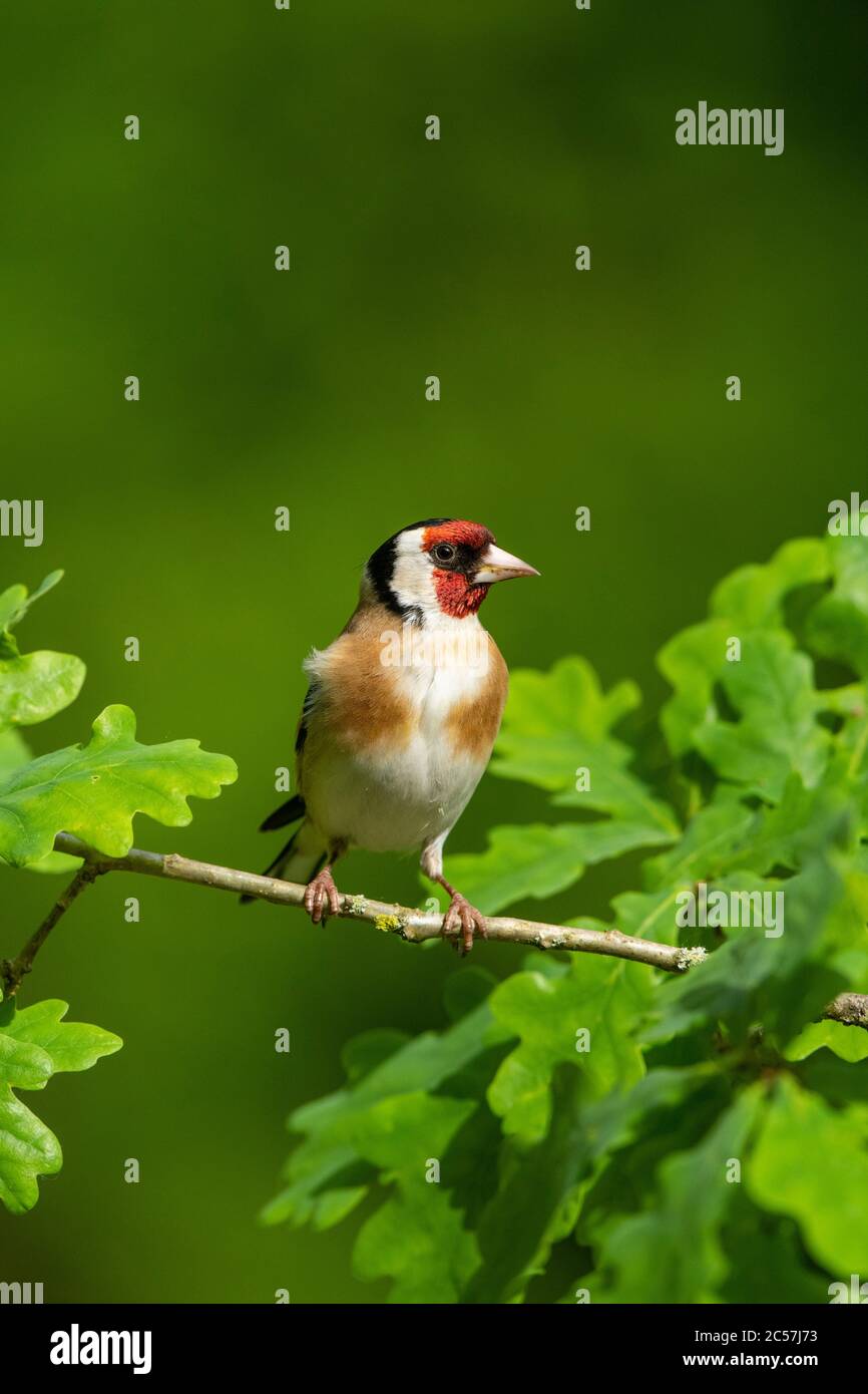 Goldfinch, Portrait, in einer Eiche, Frühling, surrey UK Stockfoto