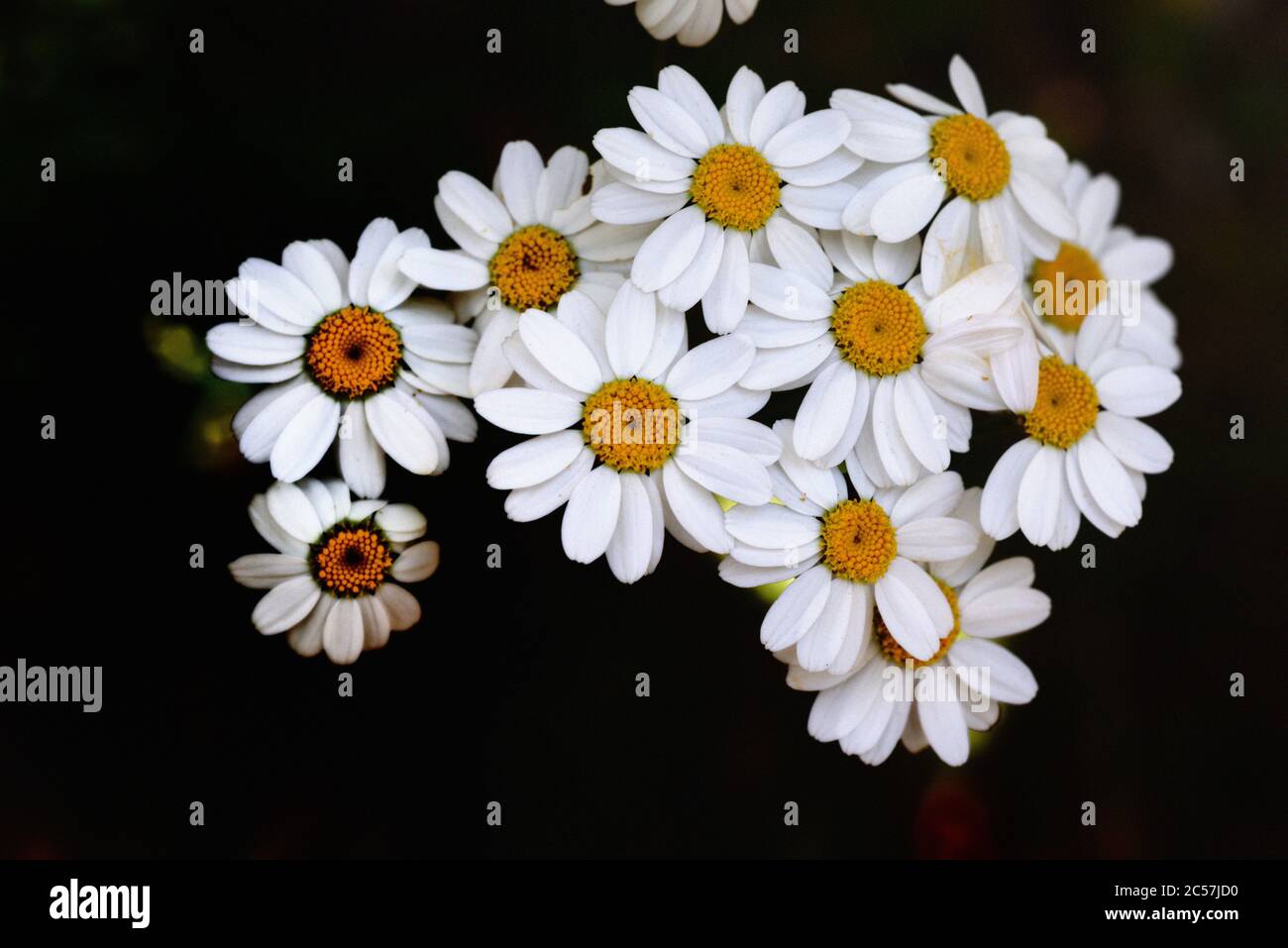 Weiße Blüten der Maiskamille, Anthemis arvensis, auch bekannt als Mayweed, der gerstenlosen Kamille oder der Feldkamille Stockfoto