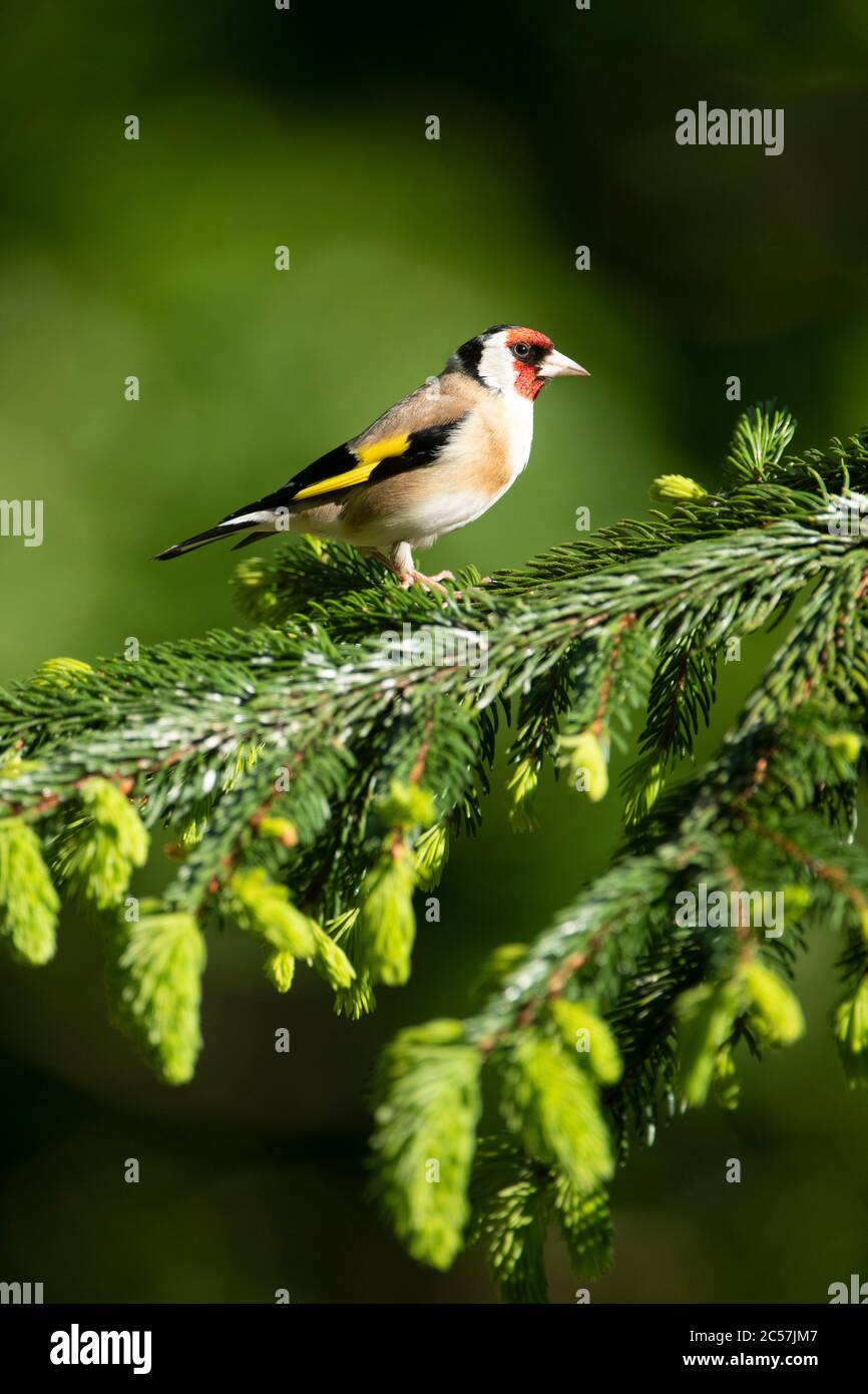 Goldfinch, Erwachsener, Portrait, in einer Tanne, Frühling, surrey uk Stockfoto