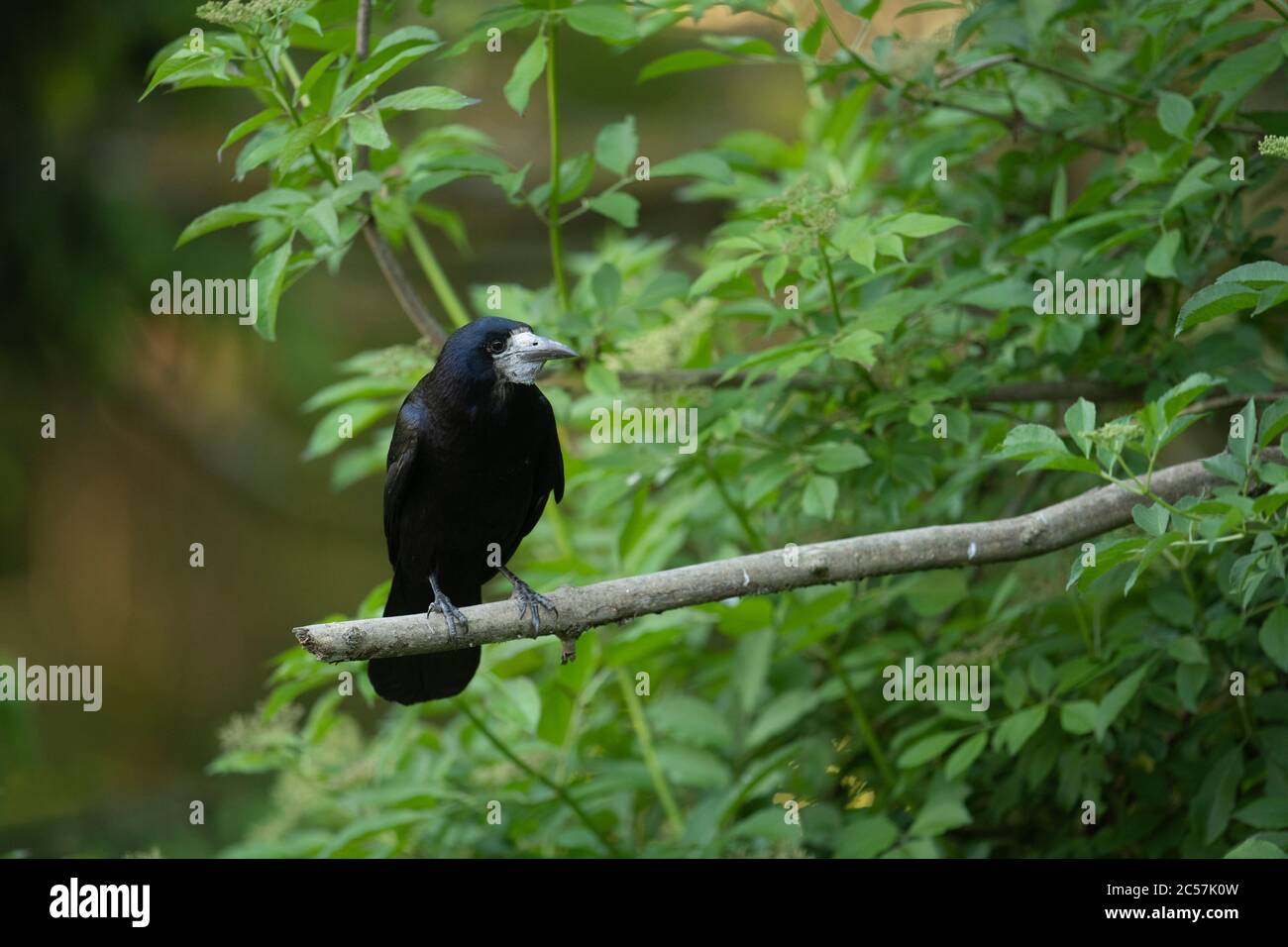 Rook, Erwachsener Vogel, sitzt auf einem Zweig, Sommer, surrey, Großbritannien Stockfoto