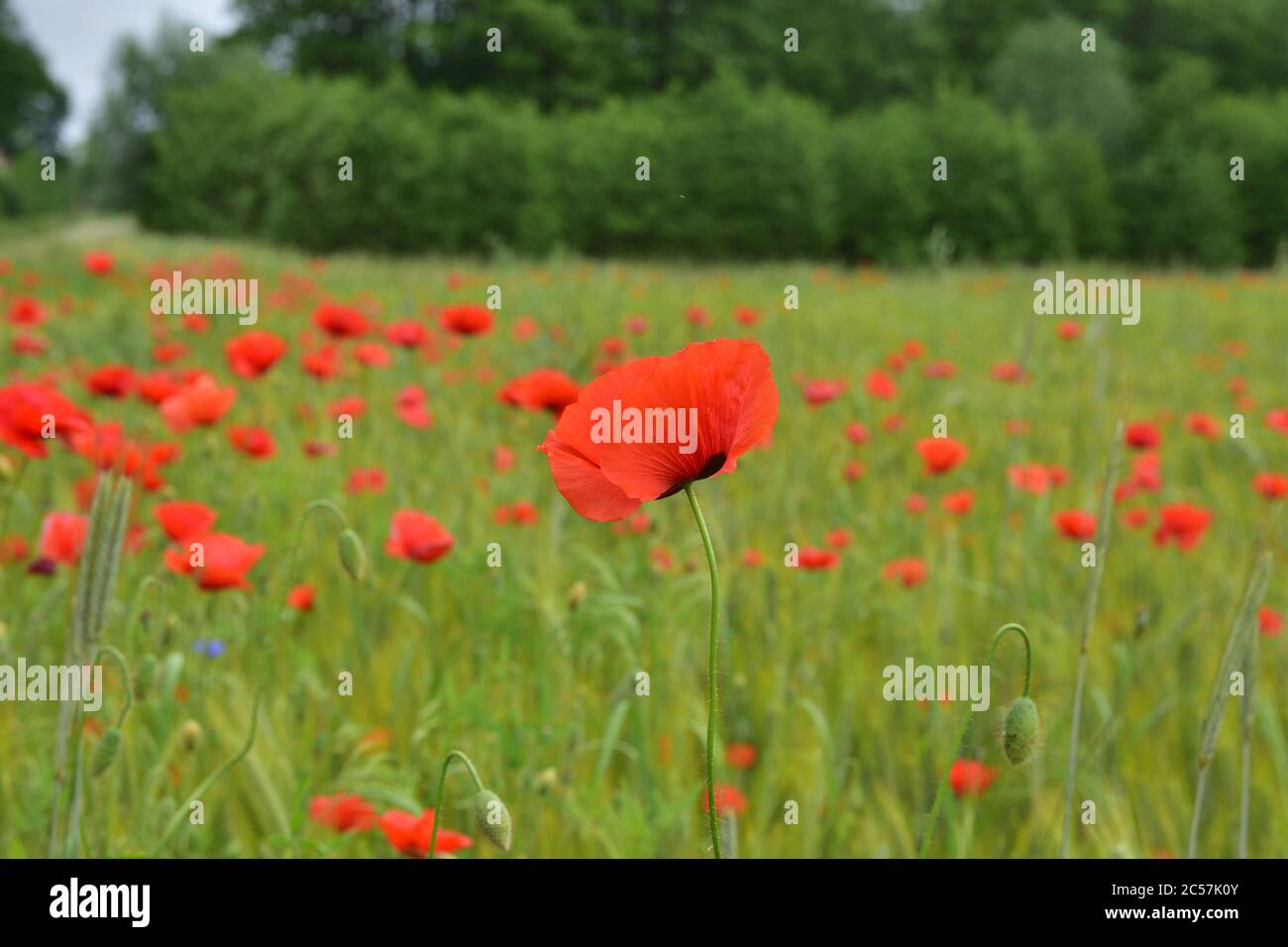 Mohnblumen und Kornblumen zwischen dem grünen Korn auf dem Feld an einem bewölkten Tag. Sommer. Stockfoto