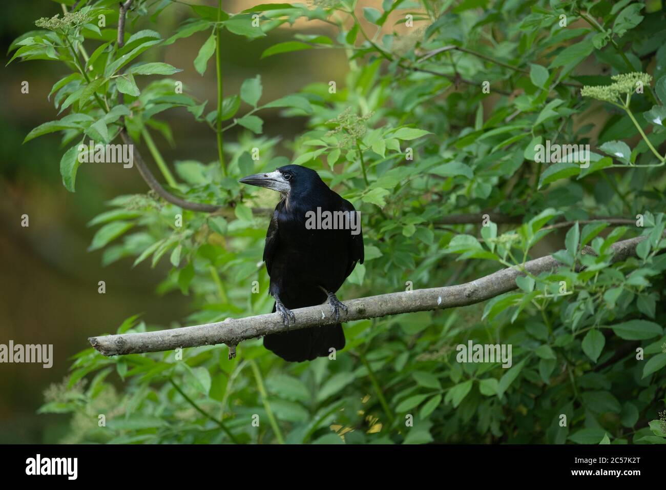 Rook, Erwachsener Vogel, sitzt auf einem Zweig, Sommer, surrey, Großbritannien Stockfoto