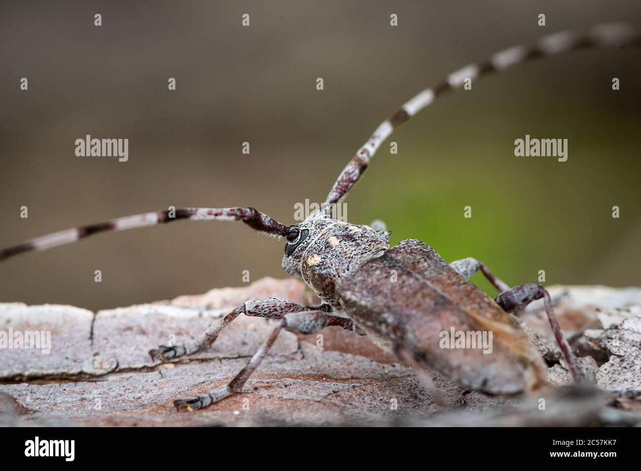 Ein Holzkäfer (Acanthocinus aedilis, Cerambycidae), der auf einem Baumstamm sitzt Stockfoto