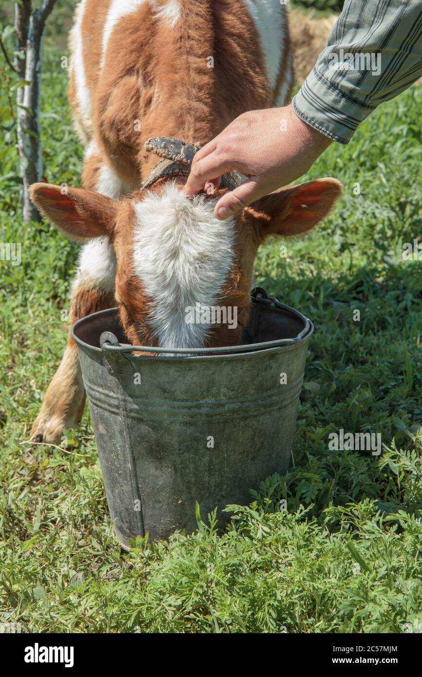 Der junge Stier wird von einem Bauern betreut. Junger Stier trinkt Wasser aus einem Eimer in einem Garten an sonnigen Sommertagen. Viehzucht. Stockfoto