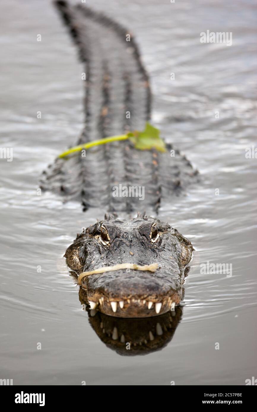 Ein amerikanischer Alligator schwimmt im ruhigen Wasser des Florida everglades Nationalparks, Florida, USA. Stockfoto