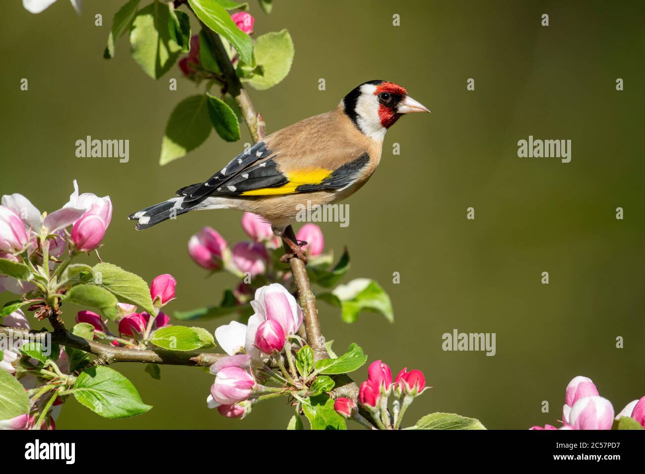 Goldfinch, Erwachsener, Portrait, in einem Apfelbaum mit Blüte, Frühling, surrey uk Stockfoto