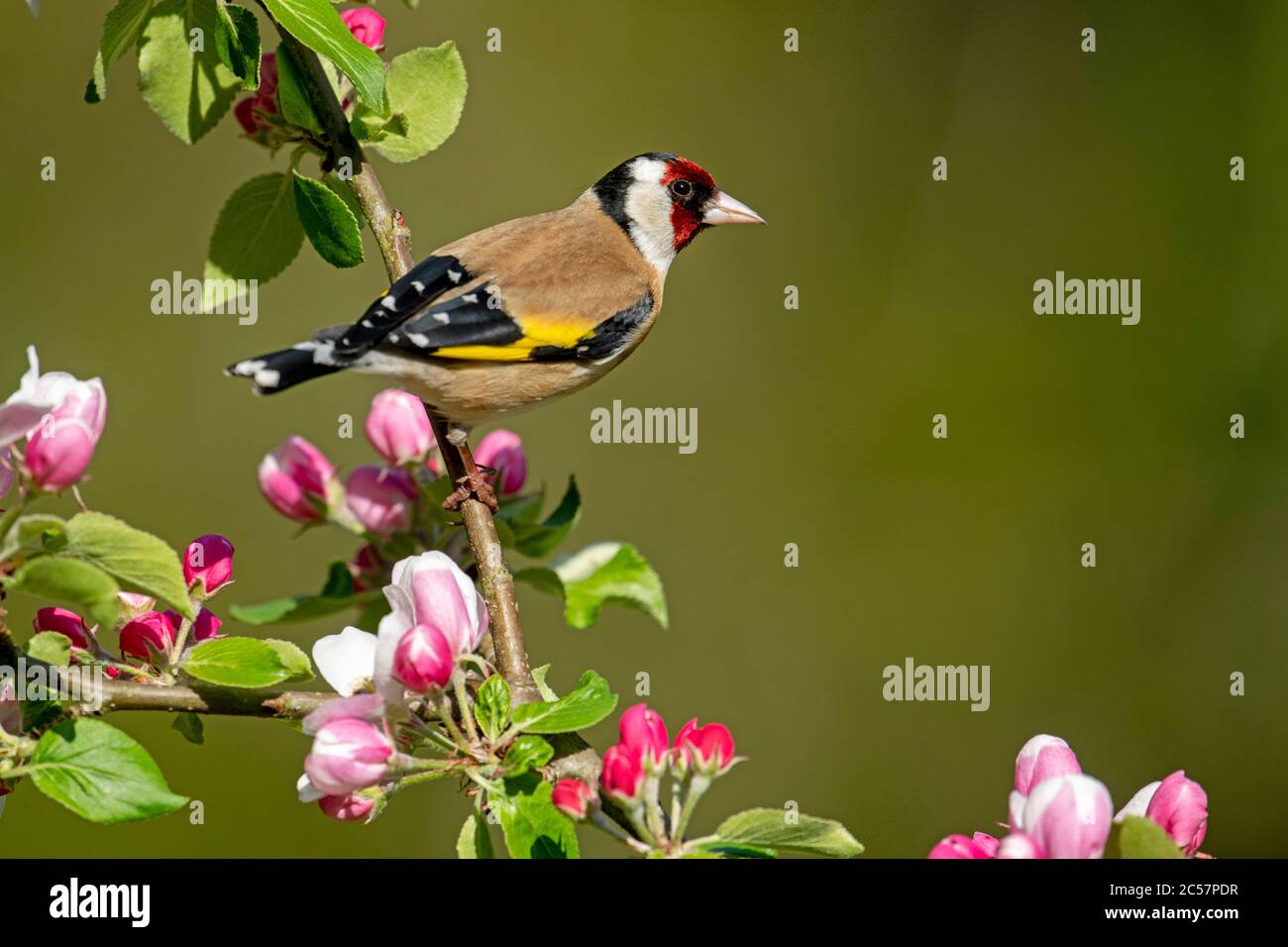 Goldfinch, Erwachsener, Portrait, in einem Apfelbaum mit Blüte, Frühling, surrey uk Stockfoto