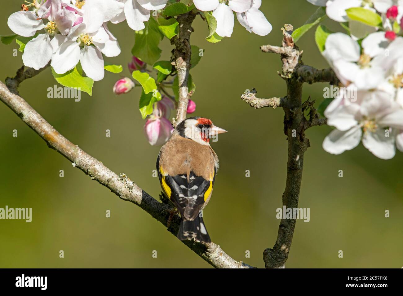 Goldfinch, Erwachsener, Portrait, in einem Apfelbaum mit Blüte, Frühling, surrey uk Stockfoto