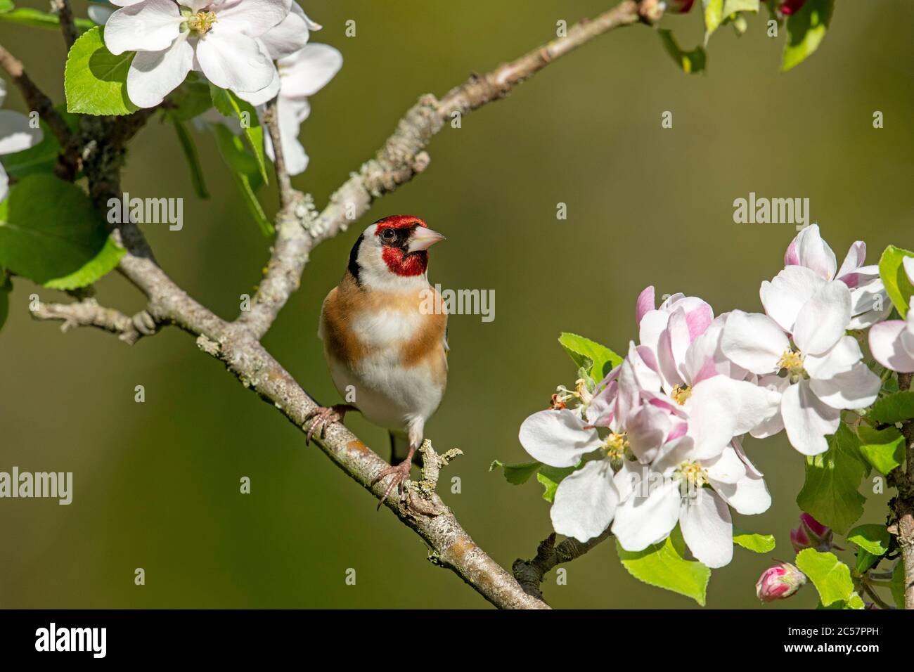 Goldfinch, Erwachsener, Portrait, in einem Apfelbaum mit Blüte, Frühling, surrey uk Stockfoto