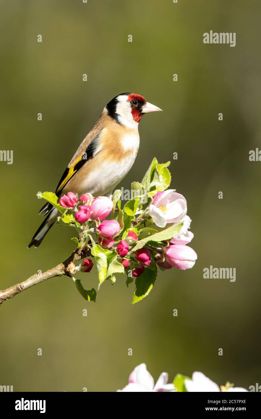Goldfinch, Erwachsener, Portrait, in einem Apfelbaum mit Blüte, Frühling, surrey uk Stockfoto