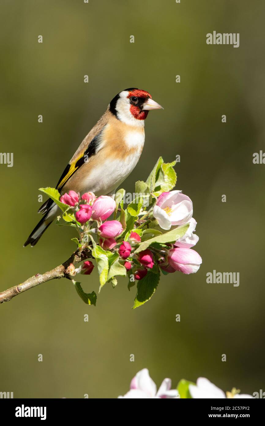 Goldfinch, Erwachsener, Portrait, in einem Apfelbaum mit Blüte, Frühling, surrey uk Stockfoto