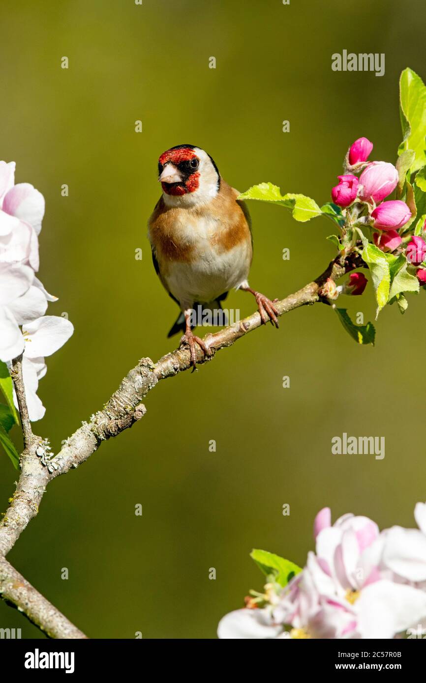 Goldfinch, Erwachsener, Portrait, in einem Apfelbaum mit Blüte, Frühling, surrey uk Stockfoto