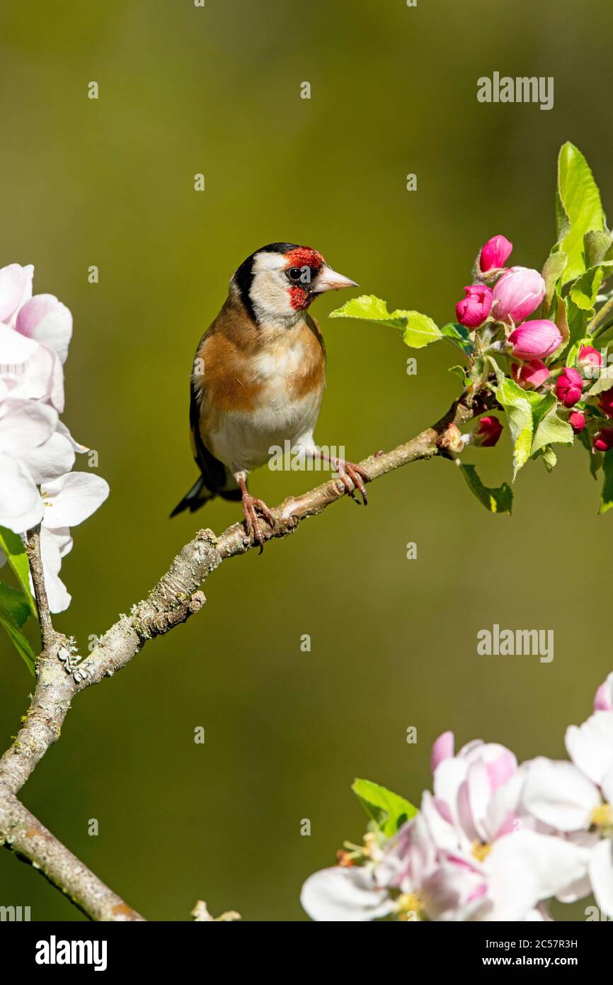 Goldfinch, Erwachsener, Portrait, in einem Apfelbaum mit Blüte, Frühling, surrey uk Stockfoto