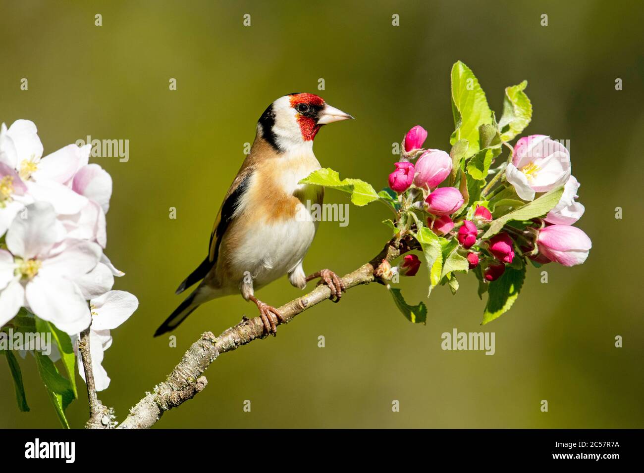 Goldfinch, Erwachsener, Portrait, in einem Apfelbaum mit Blüte, Frühling, surrey uk Stockfoto