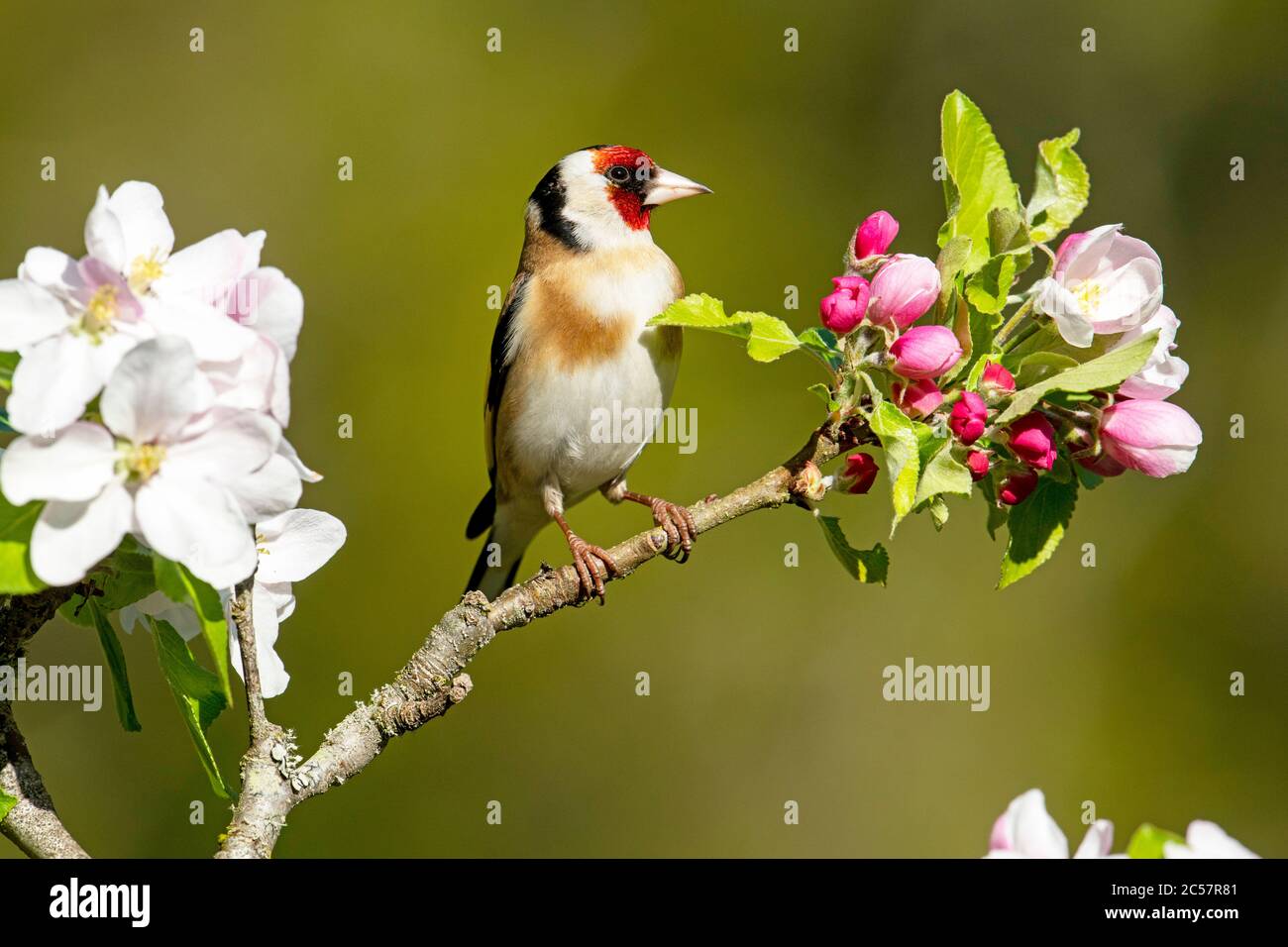 Goldfinch, Erwachsener, Portrait, in einem Apfelbaum mit Blüte, Frühling, surrey uk Stockfoto