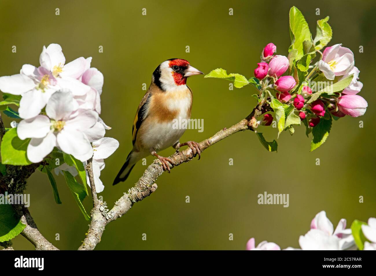 Goldfinch, Erwachsener, Portrait, in einem Apfelbaum mit Blüte, Frühling, surrey uk Stockfoto