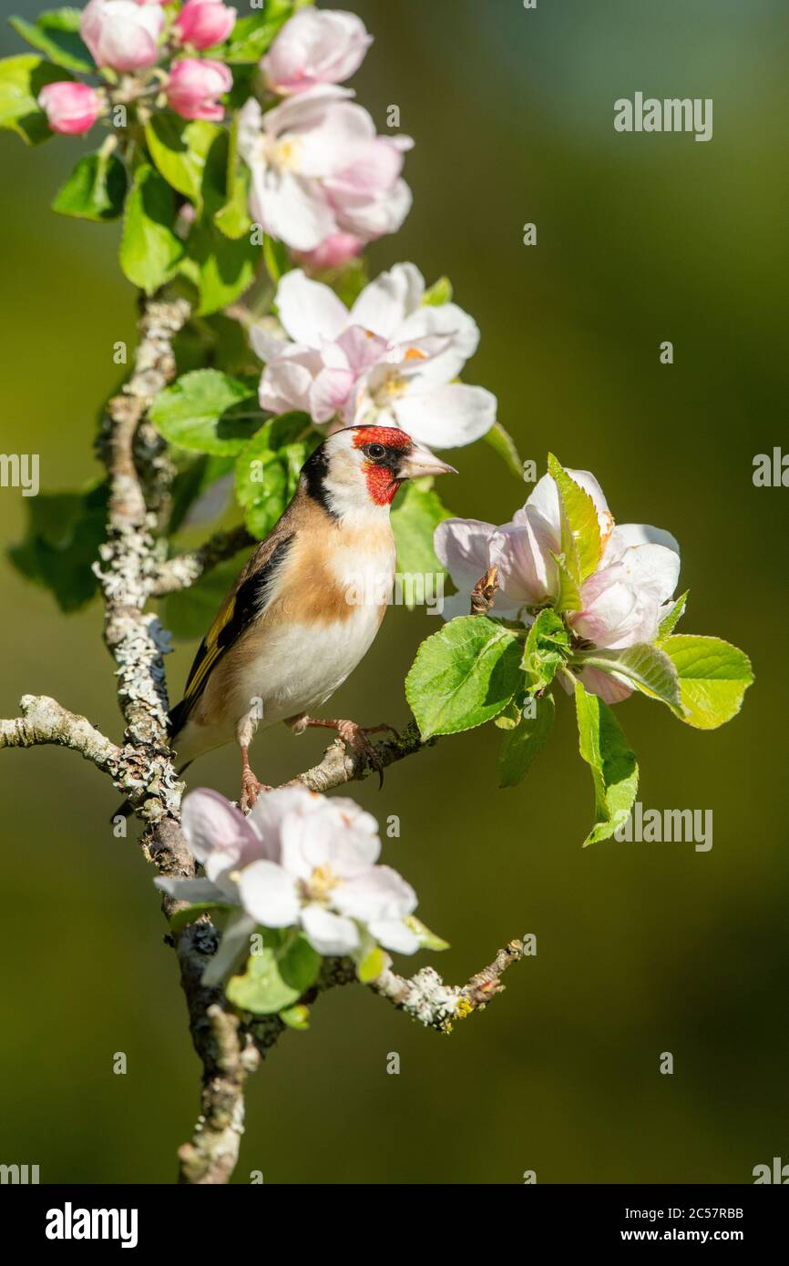 Goldfinch, Erwachsener, Portrait, in einem Apfelbaum mit Blüte, Frühling, surrey uk Stockfoto