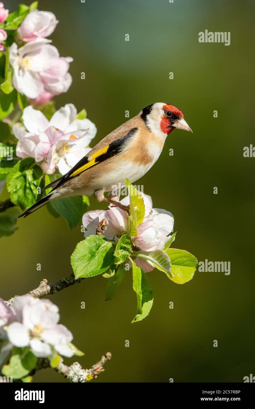 Goldfinch, Erwachsener, Portrait, in einem Apfelbaum mit Blüte, Frühling, surrey uk Stockfoto