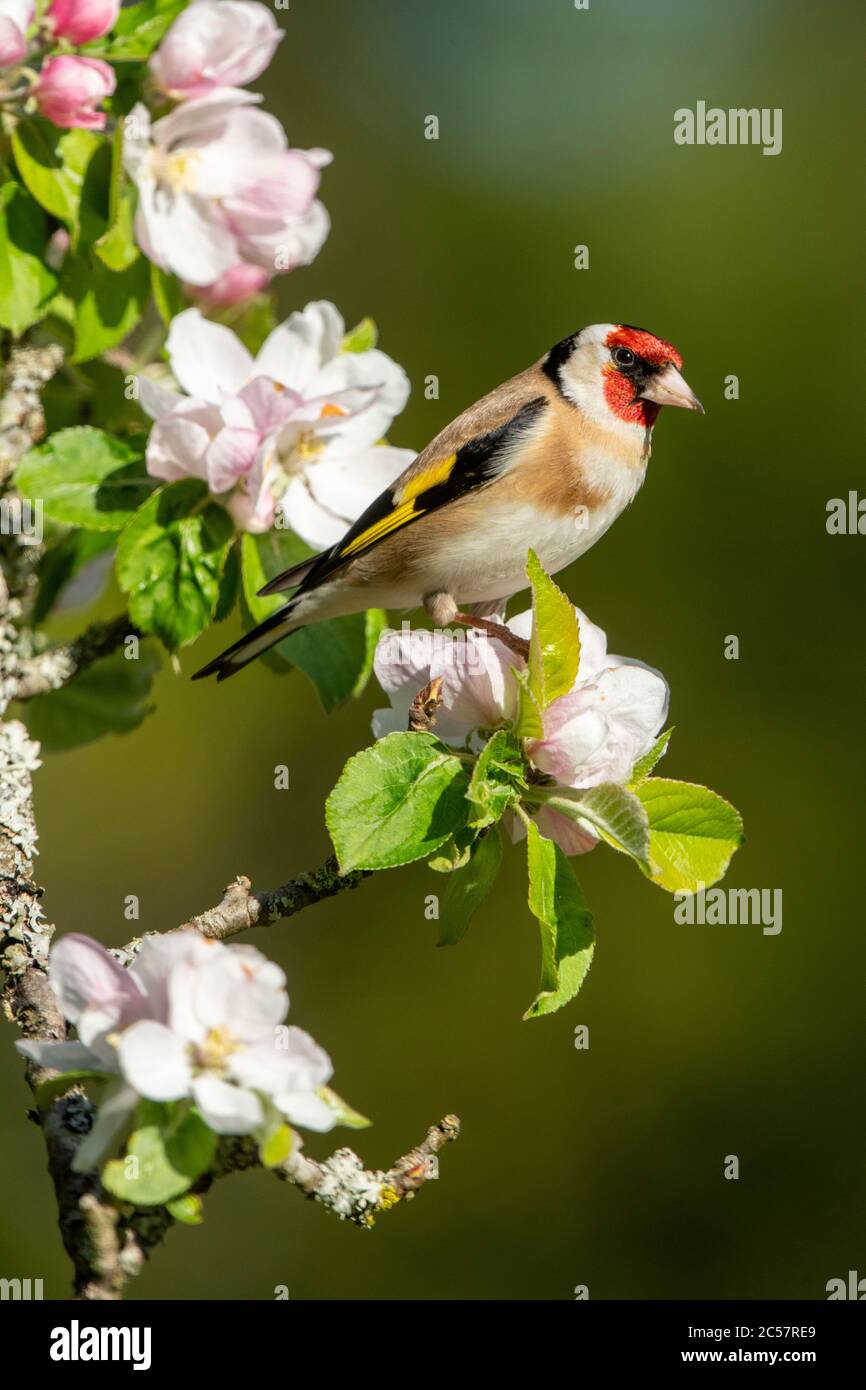 Goldfinch, Erwachsener, Portrait, in einem Apfelbaum mit Blüte, Frühling, surrey uk Stockfoto