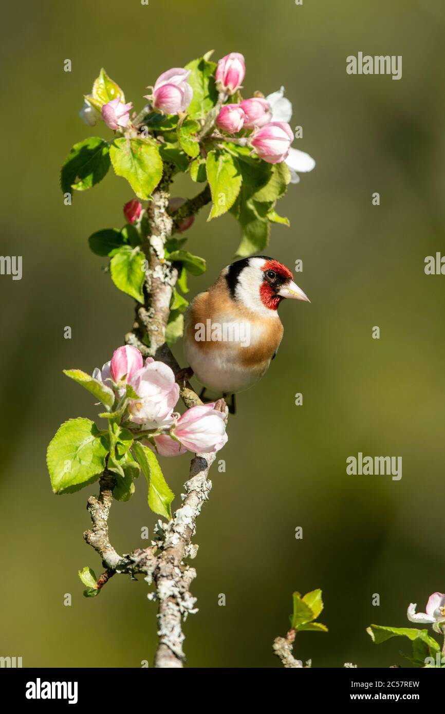 Goldfinch, Erwachsener, Portrait, in einem Apfelbaum mit Blüte, Frühling, surrey uk Stockfoto