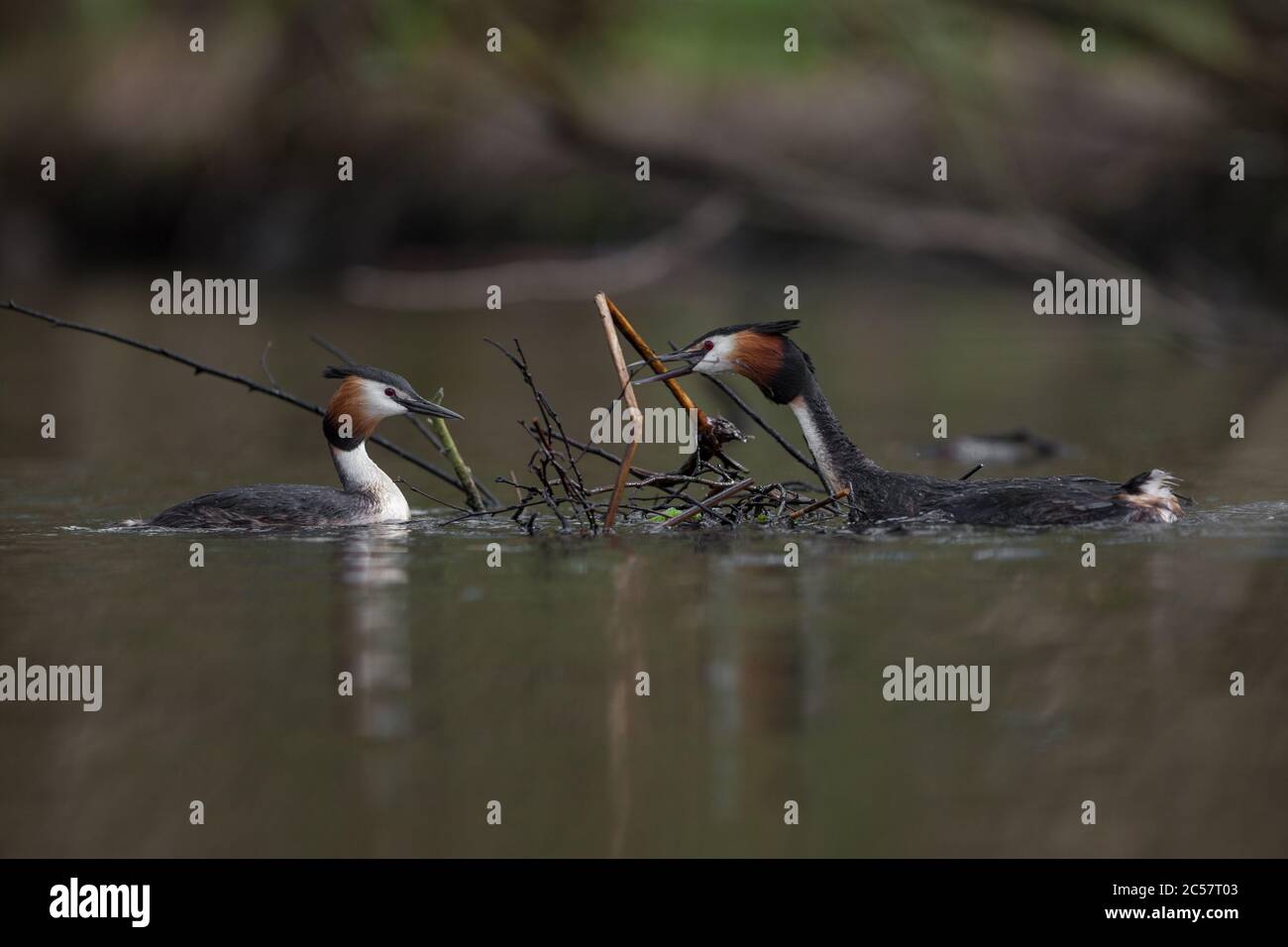 Zwei große Haubenmürbe bauen ihr schwimmendes Nest aus Schilf und Stäbchen auf den Norfolk-Broaden, Norfolk, England Stockfoto