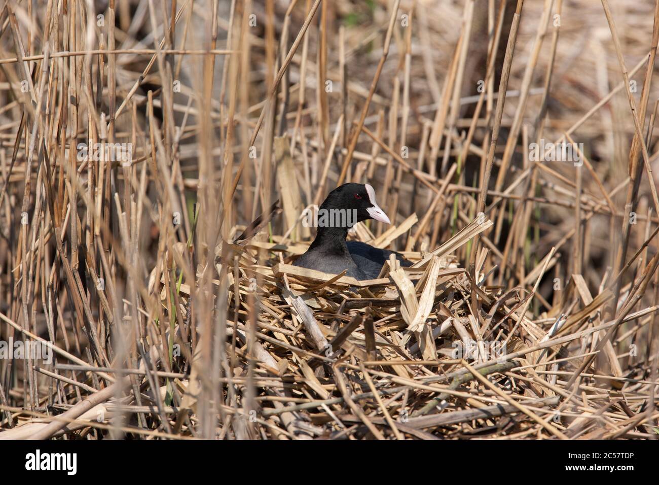 Ein Ruß sitzt auf seinem Nest, das aus Schilfbeeten der Norfolk-Broaden, Norfolk, England, besteht Stockfoto