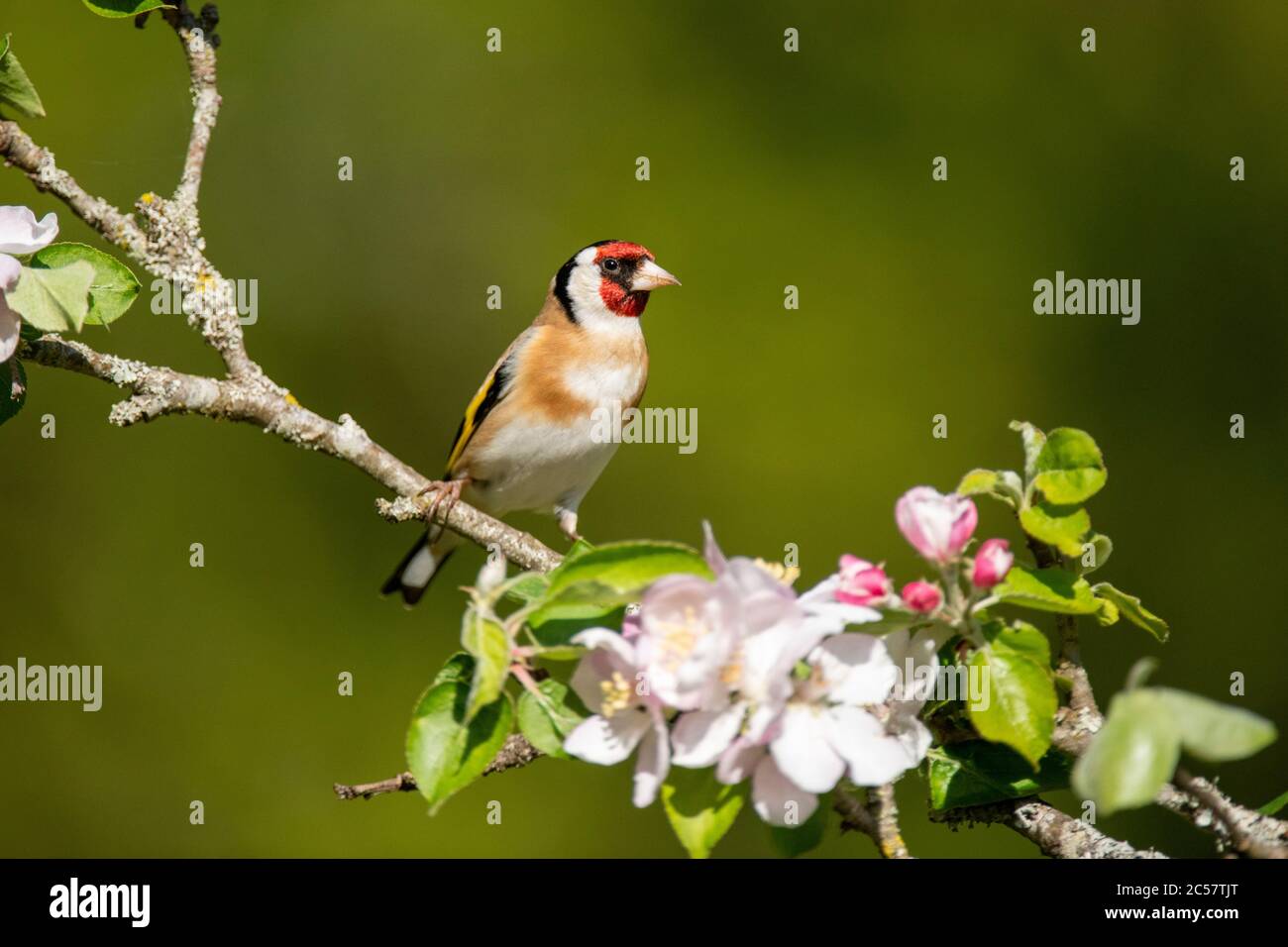 Goldfinch, Erwachsener, Portrait, in einem Apfelbaum mit Blüte, Frühling, surrey uk Stockfoto