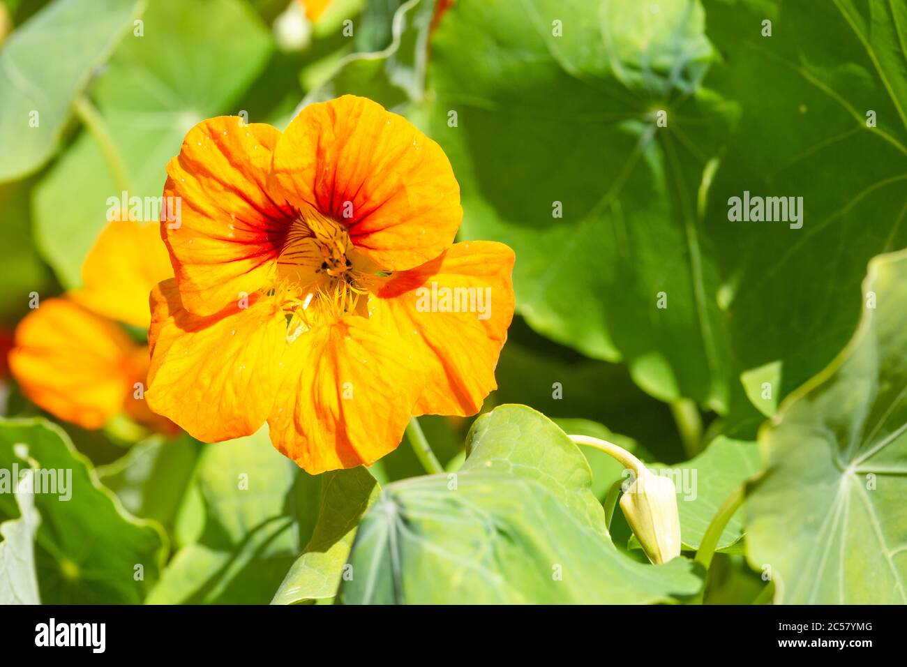 Nahaufnahme der Kapuzinerkresse, die in einem Garten im Norden londons wächst Stockfoto