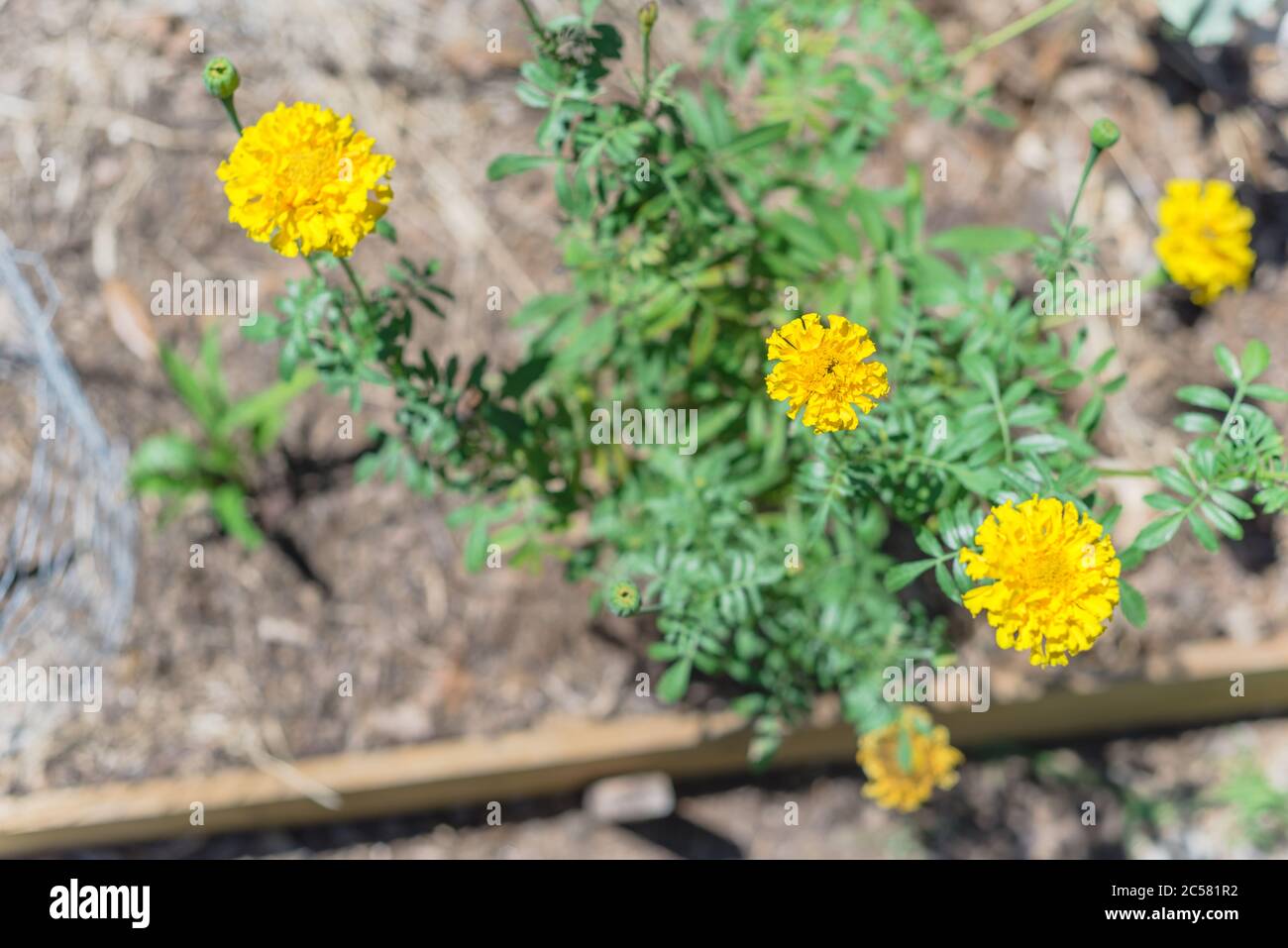 Draufsicht Hochbett Garten mit blütengelben Ringelblumen in der Nähe von Dallas, Texas, USA Stockfoto