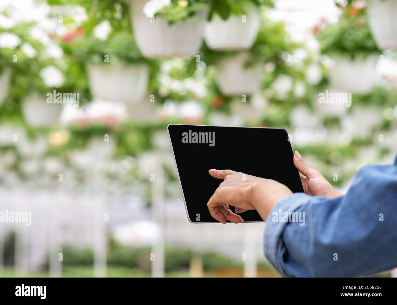 Arbeiten im Gewächshaus und Überprüfung der Pflanzen. Hände von afroamerikanischen Mädchen mit aufgerollten Ärmeln, drückt Finger auf Tablette mit leerem Bildschirm Stockfoto