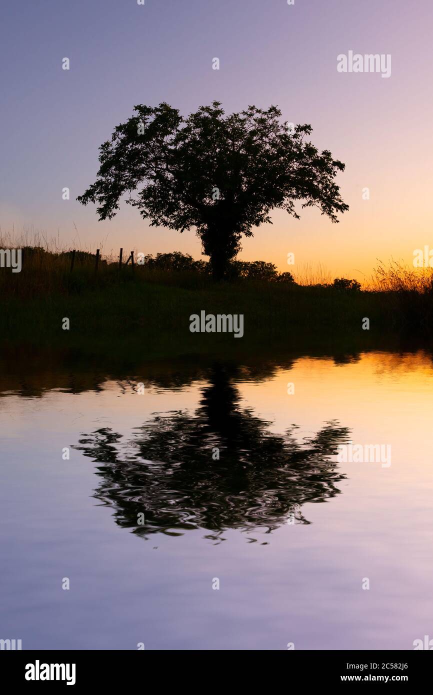Silhouette eines einsamen Baumes bei Sonnenuntergang mit Wasserspiegelungen Stockfoto