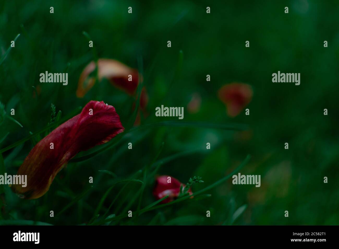 Übergeblasene Tulpe rote Blütenblätter im Gras auf dunkelgrünem Hintergrund mit Kopierraum. Stockfoto