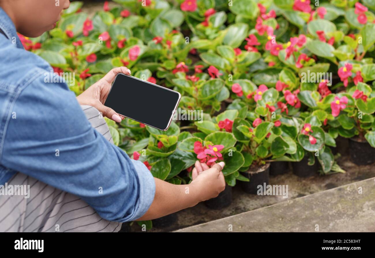 Blumengeschäft, E-Marketing und moderne Geräte. afroamerikanische Mädchen macht Fotos, Blumen in Töpfen Stockfoto