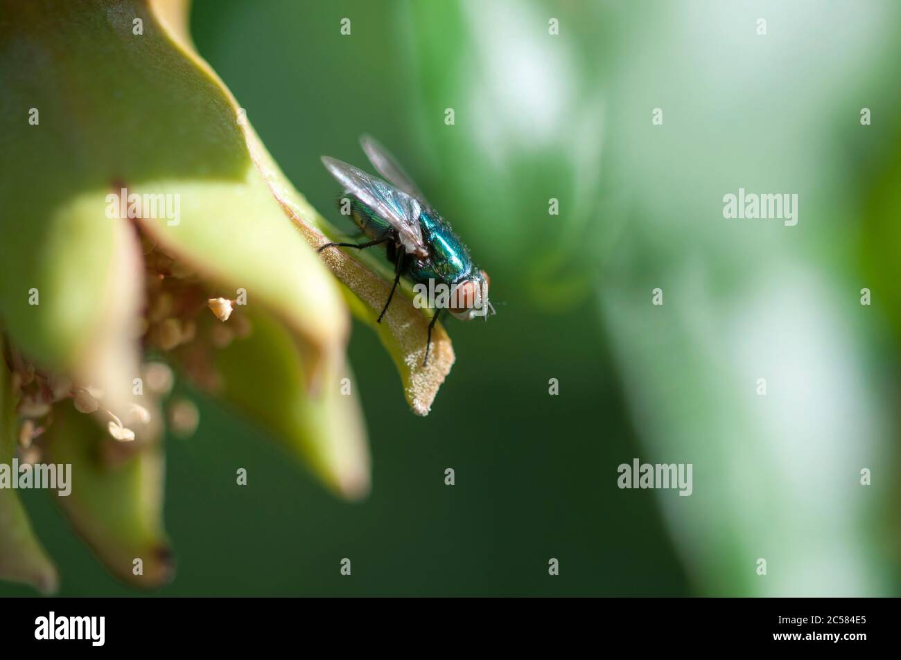 Grüne Fliege auf einem grünen Granatapfel sitzend. Eine Fliege, die auf einem nicht-reifen Granatapfel ruht. Makroaufnahmen einer Fliege. Stockfoto