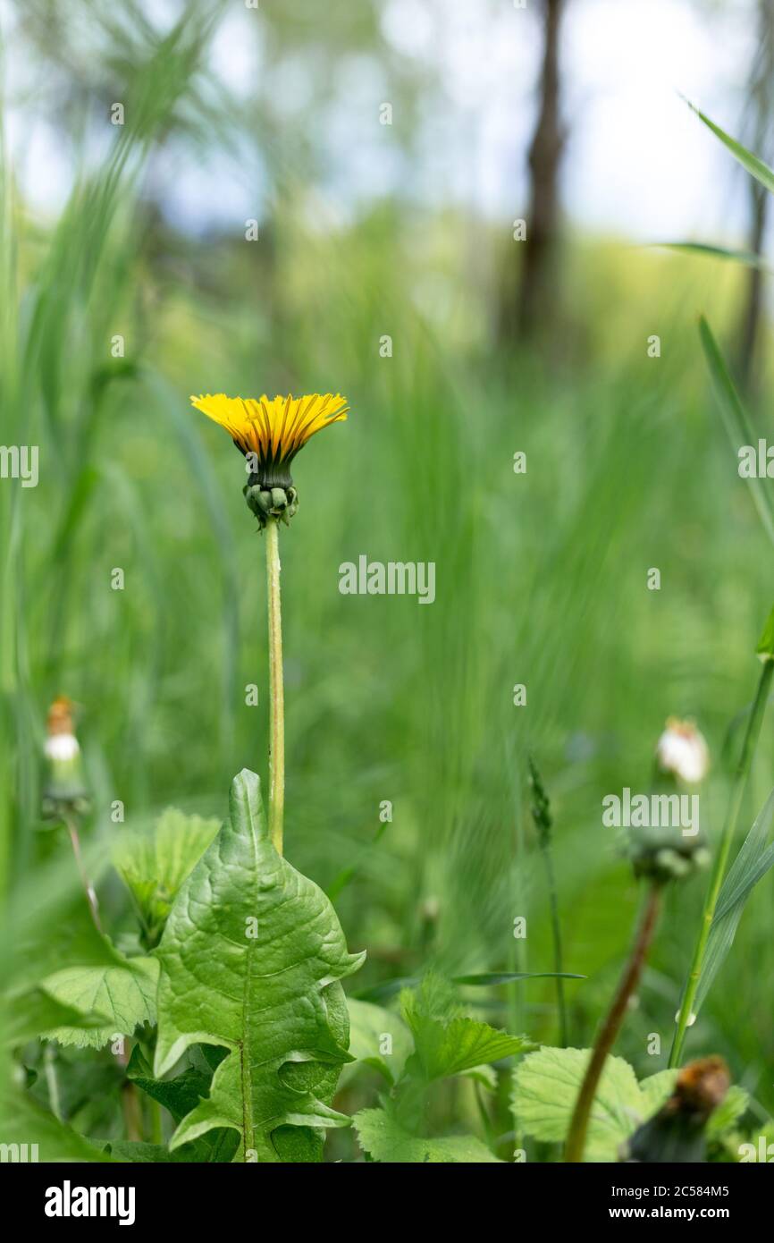 Gelber Löwenzahn in einer grünen Wiese. Stockfoto