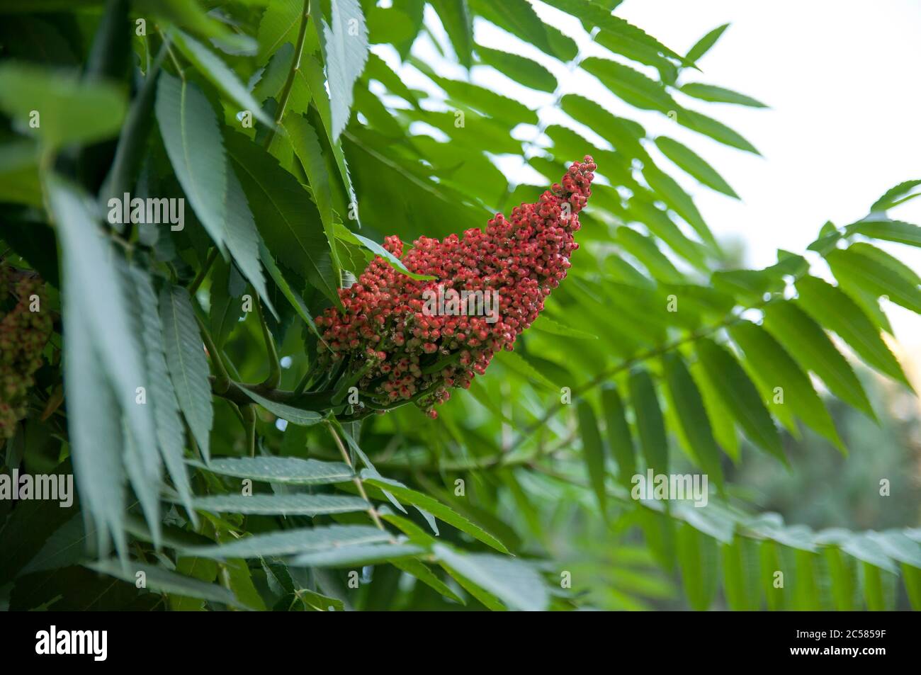 Staghorn sumac, Zierpflanze sumac Hirschhorn - Essigbaum. Blüte des dekorativen Sumac-Baumes. Kegelförmige Rispen von rot-braunen Blüten Stockfoto