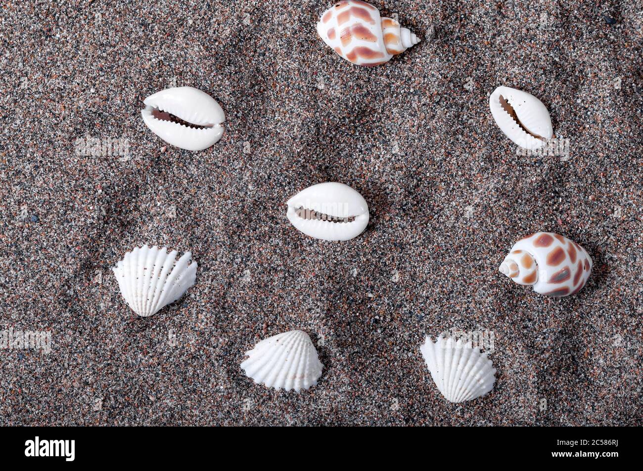 Muscheln liegen im Sand. Zeichnung von Schalen. Sommerzeit. Strand und Sand. Entspannen Sie sich am Strand. Stockfoto
