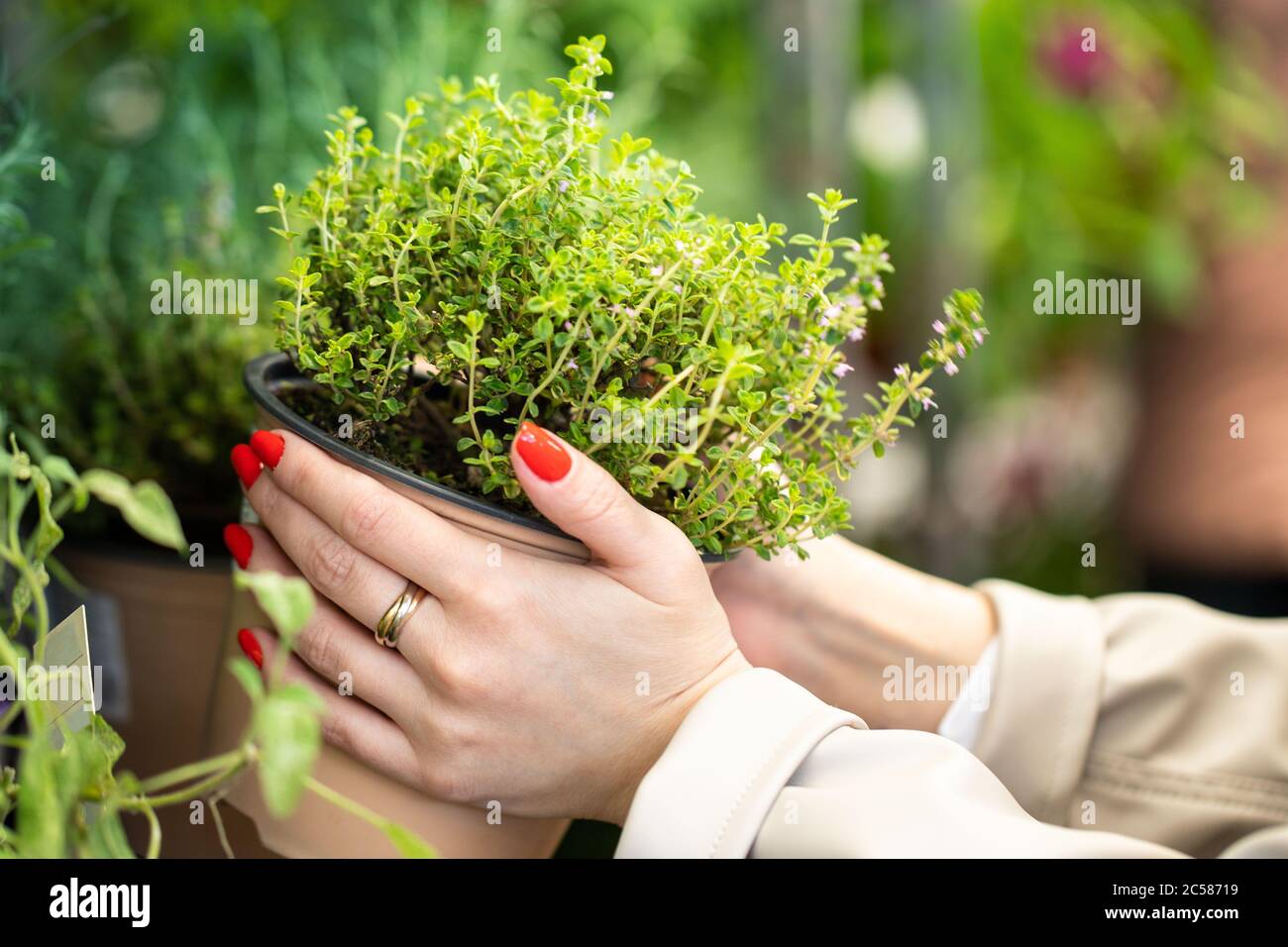 Home Gartenarbeit, Pflanzen. Frau, die duftende Kräuter Thymian in Plastiktopf für ihre Küche / Wohnung im Gartengeschäft, selektive Fokus. Stockfoto