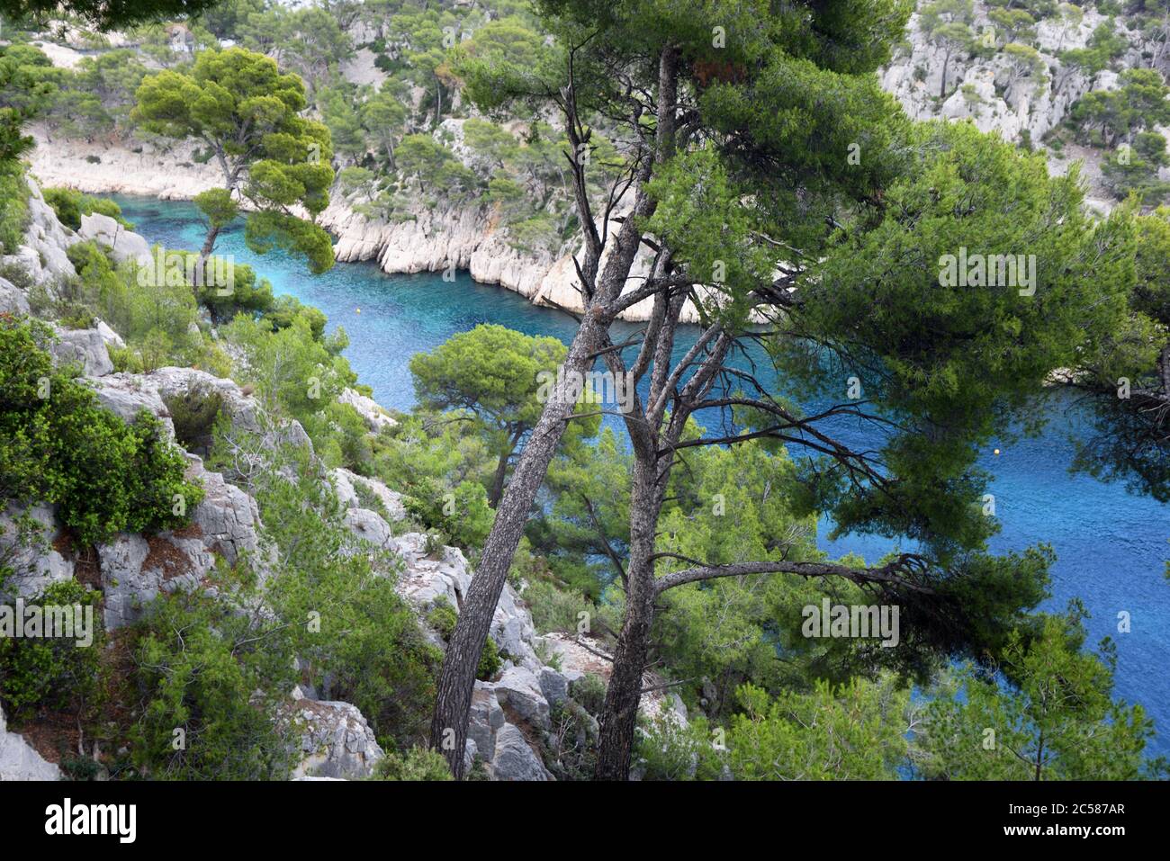 Aleppo Pines oder Pinien, Pinus halepensis, in Calanque Port-Pin im Nationalpark Calanques in der Nähe von Cassis Provence Frankreich Stockfoto