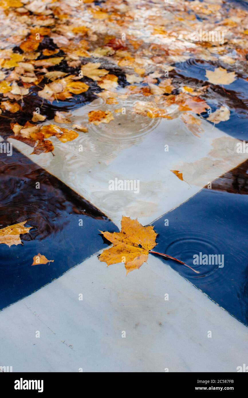 Fallen verschiedene bunte Blätter schwimmend in fountai. Herbstzeitkonzept Stockfoto