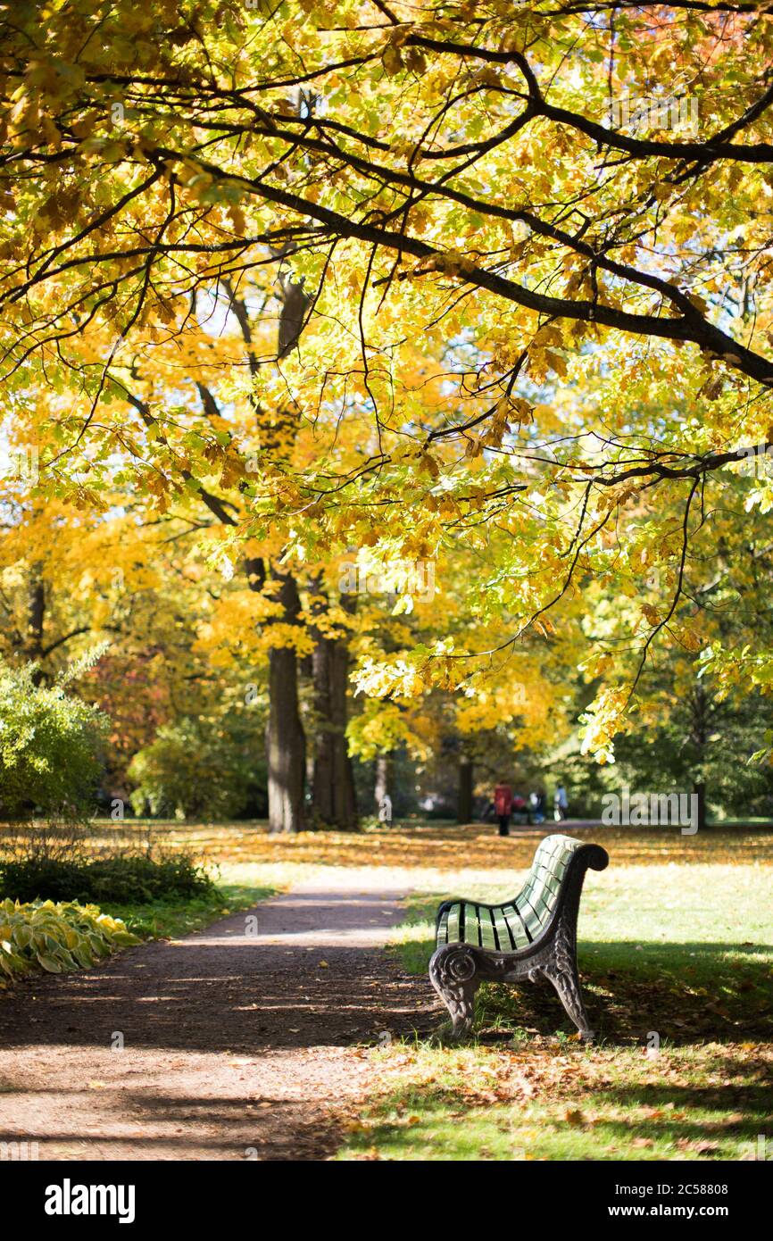 Goldene Herbstlandschaft mit Holzbank unter bunten Bäumen (Eiche) an sonnigen warmen Tagen. Park mit einer Bank und einem Pfad mit gelben Blättern in der aut Stockfoto