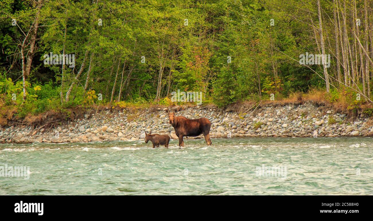 Mutter Elch und ihr Kalb versuchen, den schnell fließenden Kitimat River in Nordwestbritisch Kolumbien zu überqueren. Stockfoto