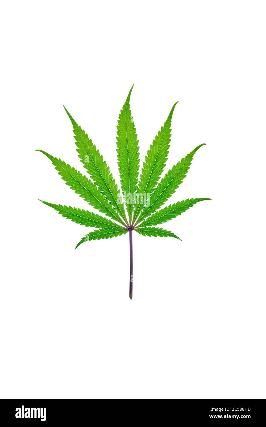 Frisches Cannabisblatt auf einfachem Hintergrund, isoliert Stockfoto