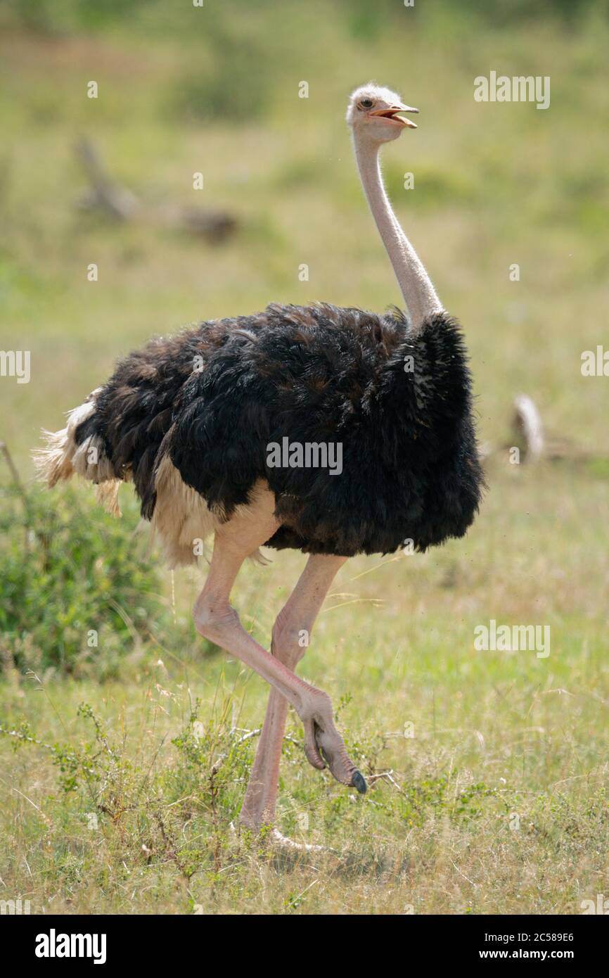 Männliche Strauß hebt Fuß beim Gehen Stockfoto