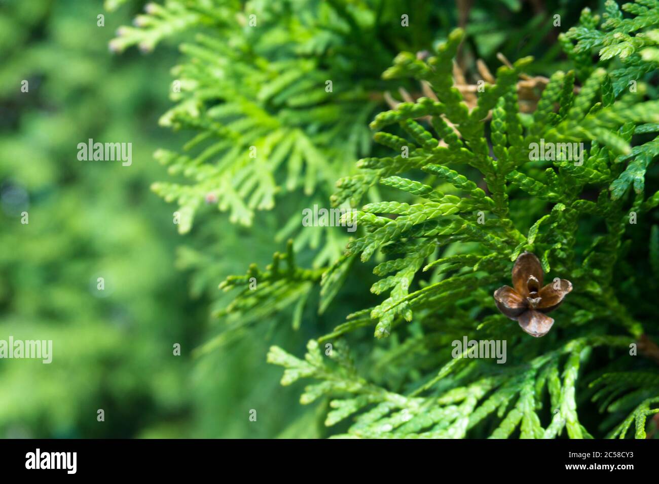 thuja smaragd aldi Emerald Green Arborvitae 'Smaragd' main image 1