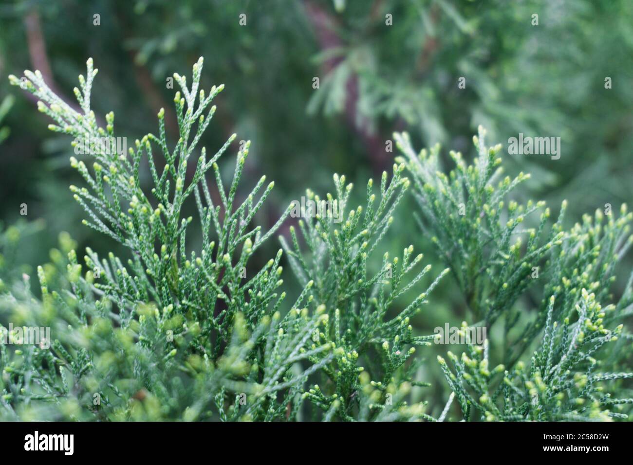 Konifer Thuja Orientalis: Eine Nahaufnahme der unreifen Samenkegel. Thuja Zweig Blätter mit winzigen Zapfen. Stockfoto