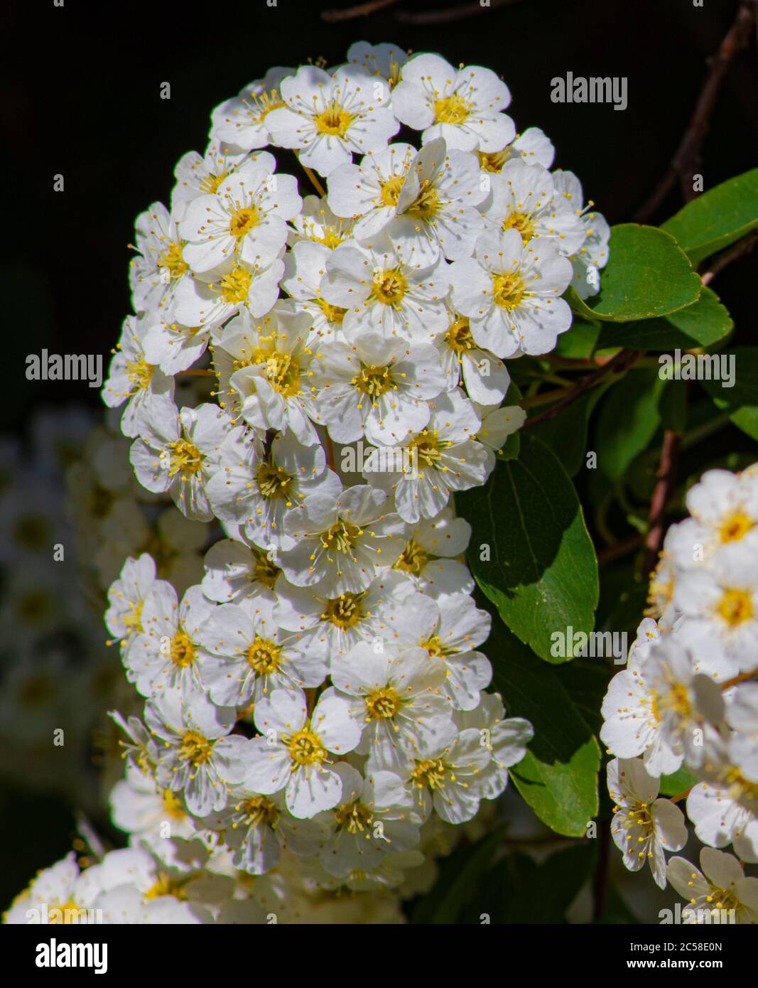 Weiße Blumenblüten Stockfoto